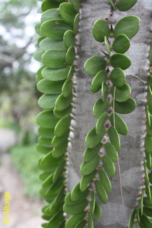 Didieraceae, Alluaudia procera